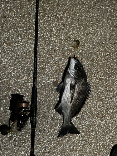チヌの釣果