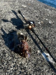 ハチガラの釣果