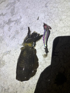 アオリイカの釣果