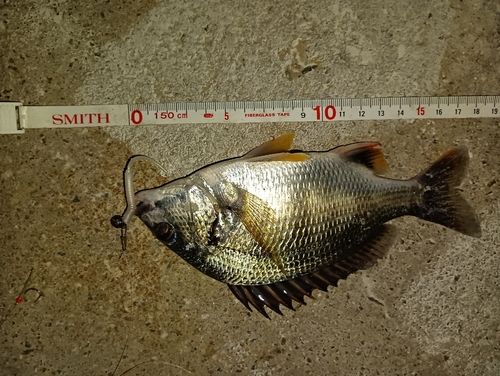 キビレの釣果