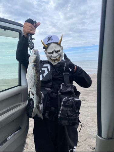 ボラの釣果