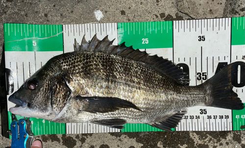 クロダイの釣果