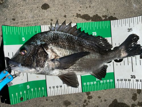 クロダイの釣果