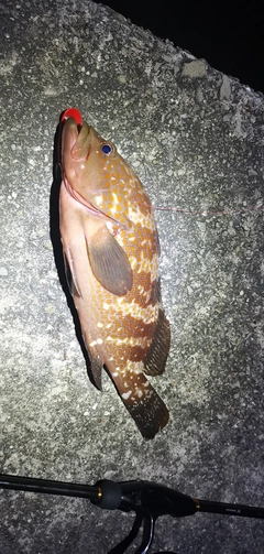 アコウの釣果