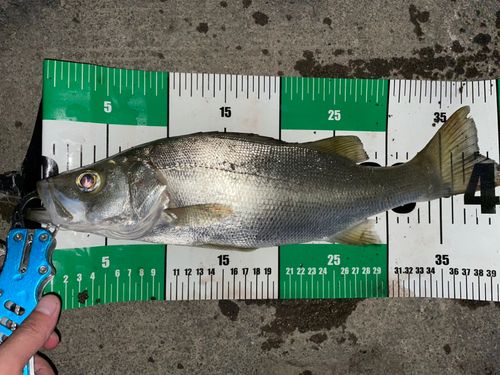 セイゴ（マルスズキ）の釣果