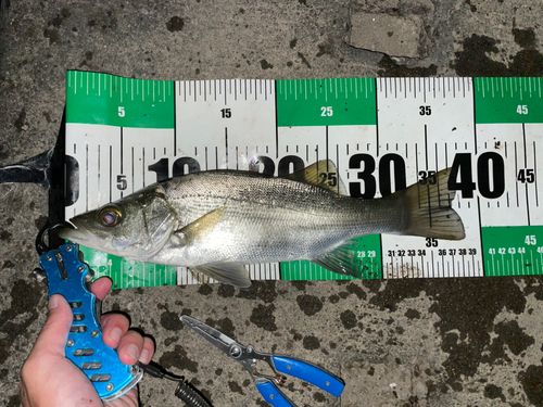 セイゴ（ヒラスズキ）の釣果