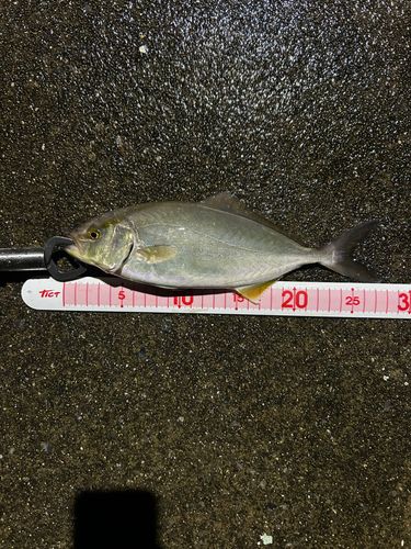 ショゴの釣果