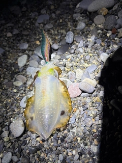 アオリイカの釣果