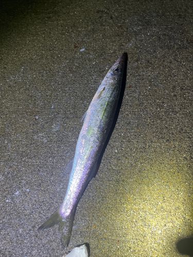 ヤマトカマスの釣果