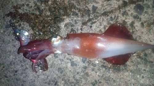 ケンサキイカの釣果