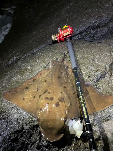 ナルトビエイの釣果