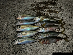 アジの釣果