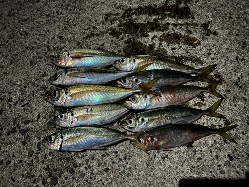 アジの釣果