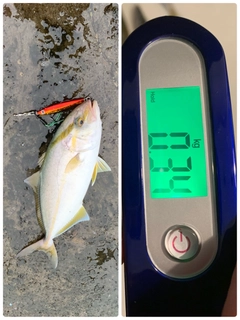 ショゴの釣果