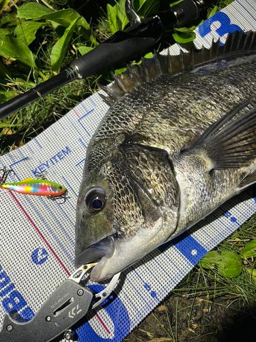 チヌの釣果