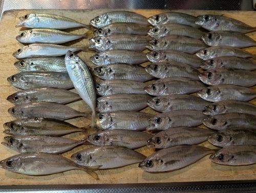 アジの釣果