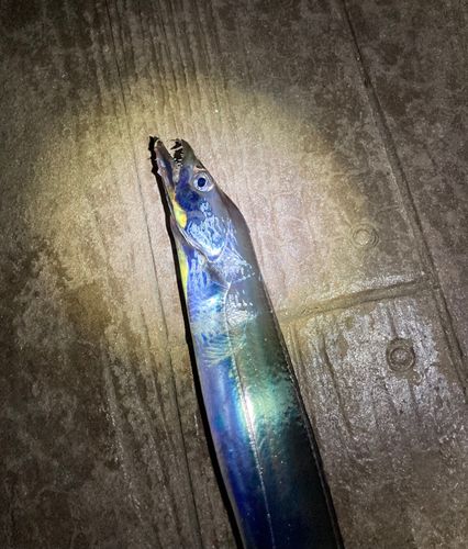 タチウオの釣果