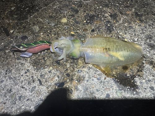 アオリイカの釣果