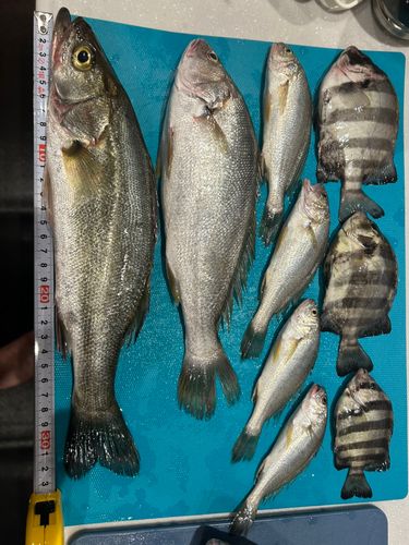 イシモチの釣果