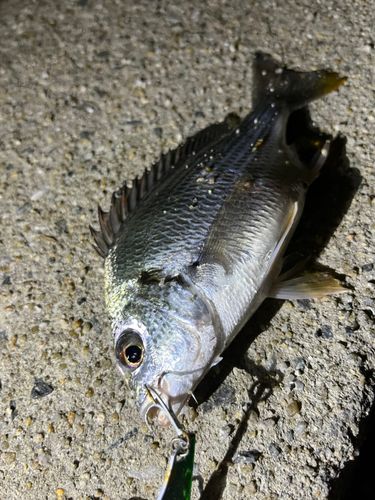 チヌの釣果