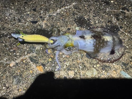 アオリイカの釣果