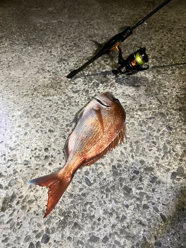タイの釣果