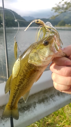 ラージマウスバスの釣果