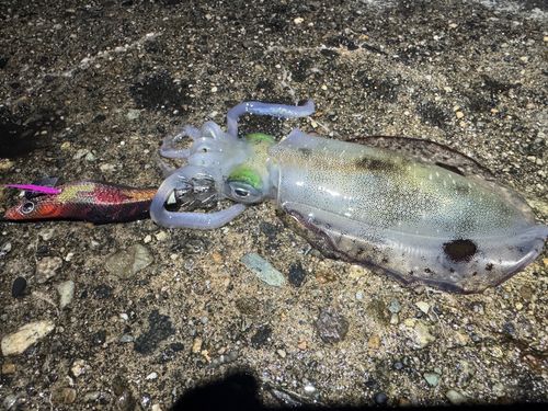 アオリイカの釣果