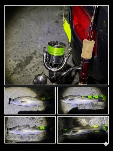 シーバスの釣果