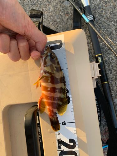 アカハタの釣果