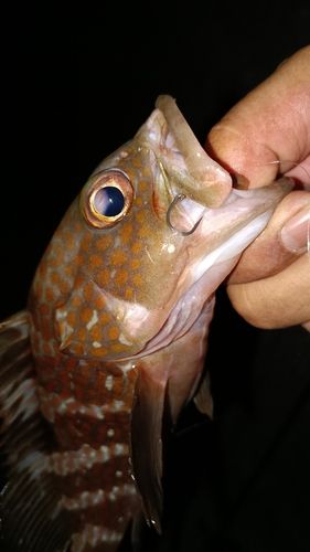 アコウの釣果