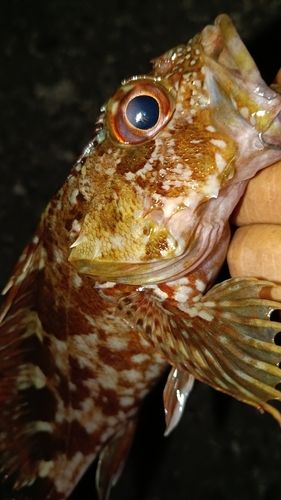 ガシラの釣果