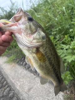 ラージマウスバスの釣果