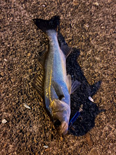 セイゴ（マルスズキ）の釣果