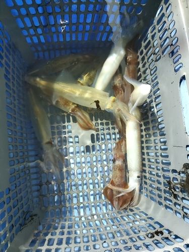 ケンサキイカの釣果