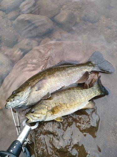 スモールマウスバスの釣果