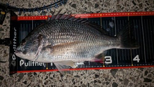 キビレの釣果