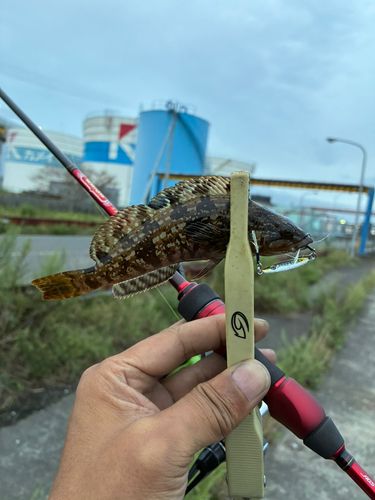 アイナメの釣果