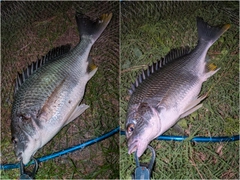 キビレの釣果