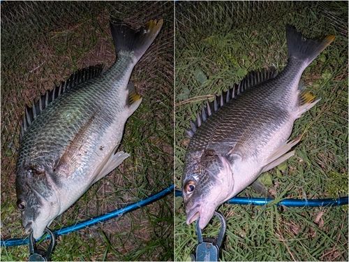 キビレの釣果