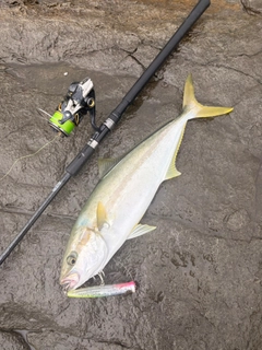ヒラマサの釣果