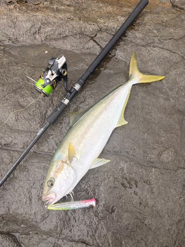 ヒラマサの釣果
