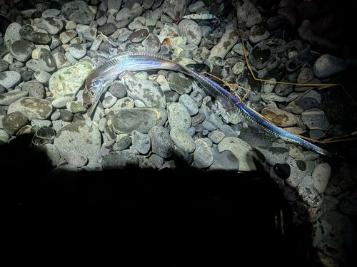 タチウオの釣果