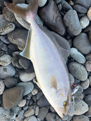 ショゴの釣果
