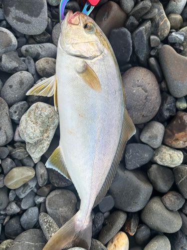ショゴの釣果