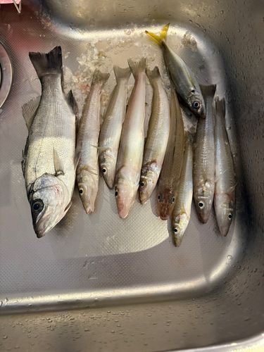 キスの釣果
