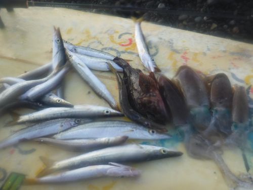 アオリイカの釣果