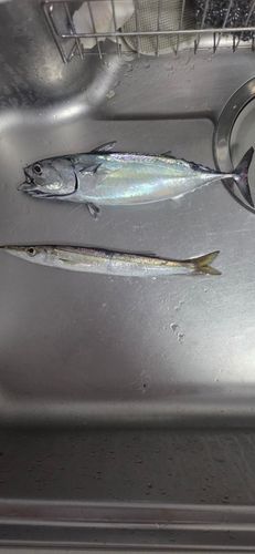 ソウダガツオの釣果