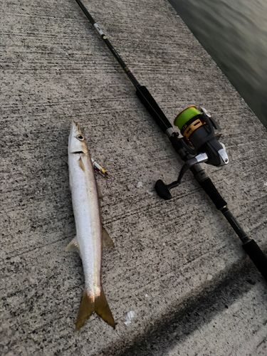 カマスの釣果