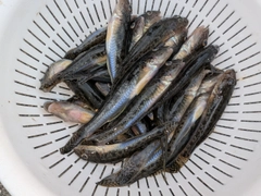 マハゼの釣果